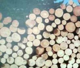 Лес кругляк Лиственница - тип 4