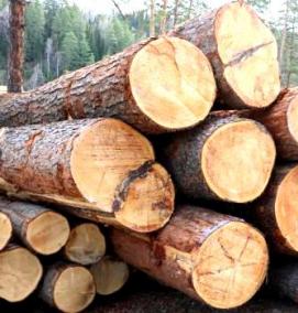 Лес кругляк - вариант 4