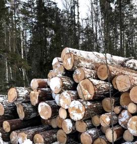 Лес кругляк Пиловочник - вариант 1