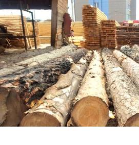 Лес кругляк Сосна - тип 1