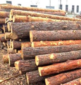 Лес кругляк Сосна - тип 4