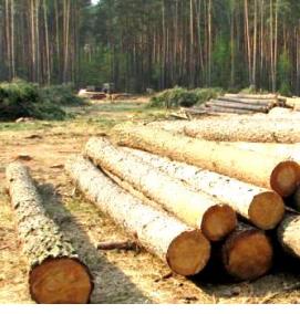 Лес кругляк Сосна - тип 3