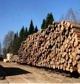 Лес кругляк Сосна - тип 2