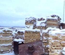 Лес кругляк Сухостой - модель 1