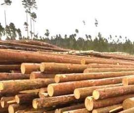 Лес кругляк Тонкомер - модель 4