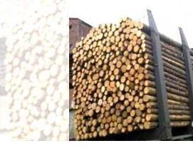 Лес кругляк Тонкомер - модель 2