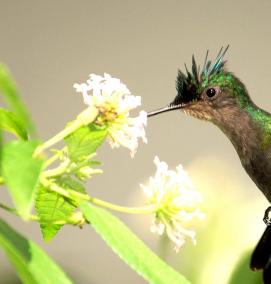 Линолеум Colibri - модель 1
