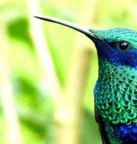 Линолеум Colibri - модель 4