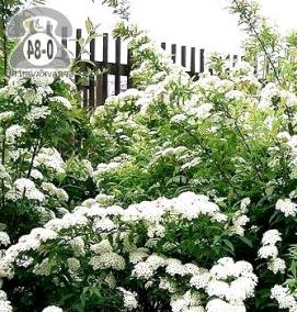 Лиственные саженцы - модель 4