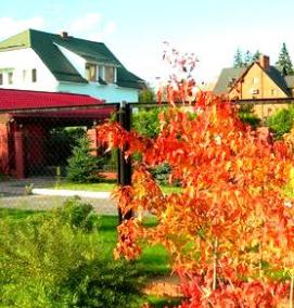 Лиственные саженцы - модель 3