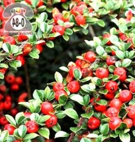 Лиственные саженцы - модель 2