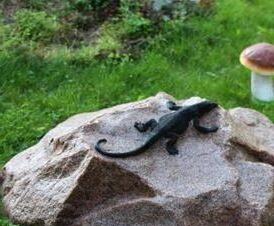 Люк  пластиковый - тип 1