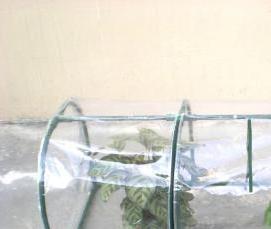 Маленькая переносная теплица - тип 1