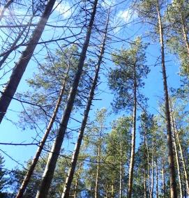 Межевание лесного фонда - модель 3