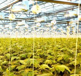 Межевание земель сельскохозяйственного назначения - тип 4