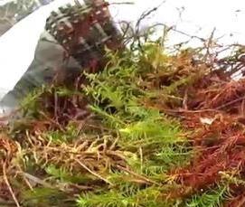 Межвенцовый утеплитель для бруса - вариант 2