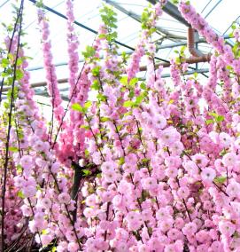 Миндаль саженцы - тип 4