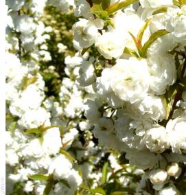 Миндаль саженцы - тип 2