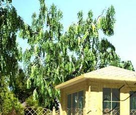 Мини беседки для дачи - модель 3