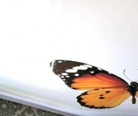 Натяжные потолки с бабочками - вариант 4