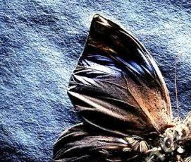 Натяжные потолки с бабочками - вариант 2