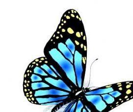 Натяжные потолки с фотопечатью бабочки - вариант 1