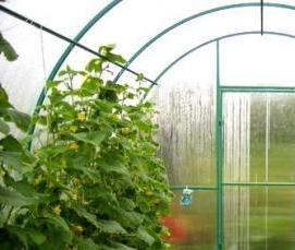 Небольшая теплица из поликарбоната эконом - вариант 4