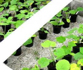 Небольшие теплицы - тип 3