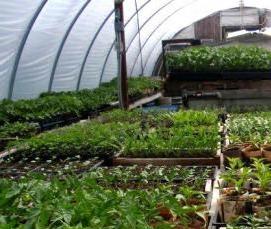 Необогреваемые теплицы - тип 4