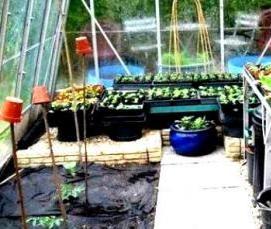 Необогреваемые теплицы - тип 3