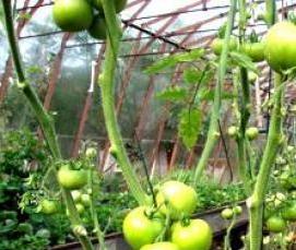 Необогреваемые теплицы - тип 2