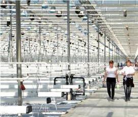 Новгородские теплицы - модель 1