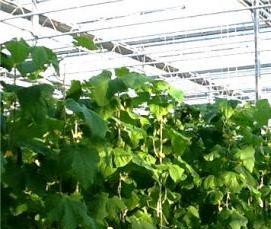 Новгородские теплицы - модель 3