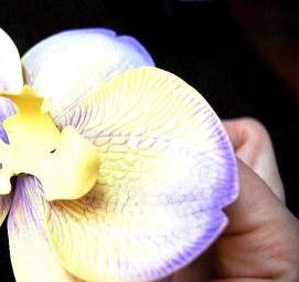 Обои бумажные: орхидеи - модель 3