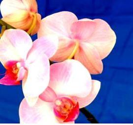 Обои бумажные: орхидеи - модель 2