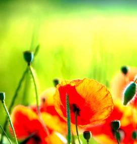 Обои виниловые: маки - модель 2