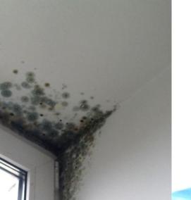 Обработка от плесени и грибка - вариант 2