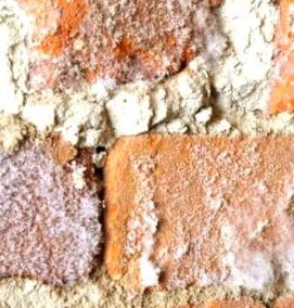 Обработка подвала от плесени и грибка - модель 1