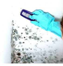 Обработка подвала от плесени и грибка - модель 2