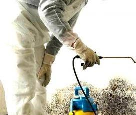 Обработка потолка от грибка и плесени - тип 3