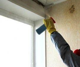 Обработка потолка от грибка и плесени - тип 2