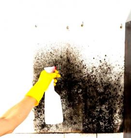 Обработка стен от грибка и плесени - тип 2