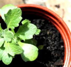 Обриета рассада - вариант 2