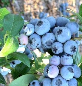 Однолетние саженцы голубики - вариант 4