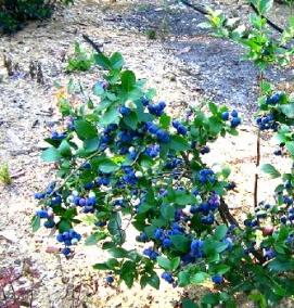 Однолетние саженцы голубики - вариант 3