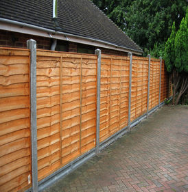 Из ели - вид 4