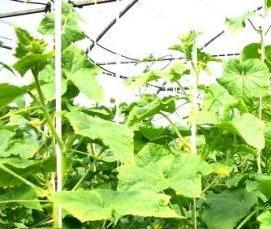 Огуречная теплица - модель 3