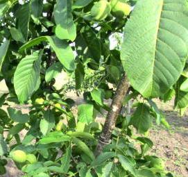 Орех кочерженко саженцы - модель 3