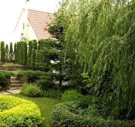 Озеленение территории дворов - вариант 4