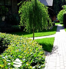 Озеленение территорий населенных пунктов - вариант 3